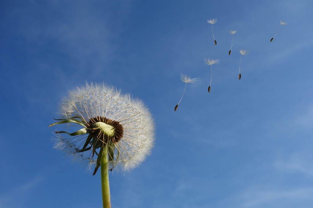 dandelion, heaven, beautiful flowers-463928.jpg