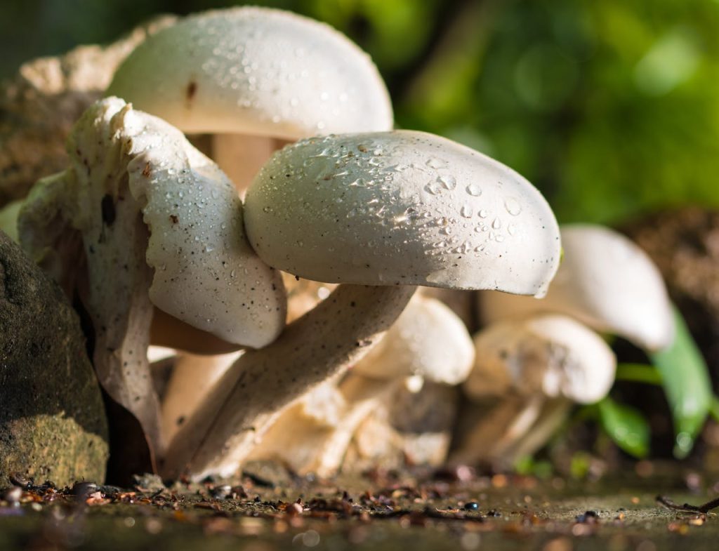 mushroom-nature-white-raindrop-51125-51125.jpg