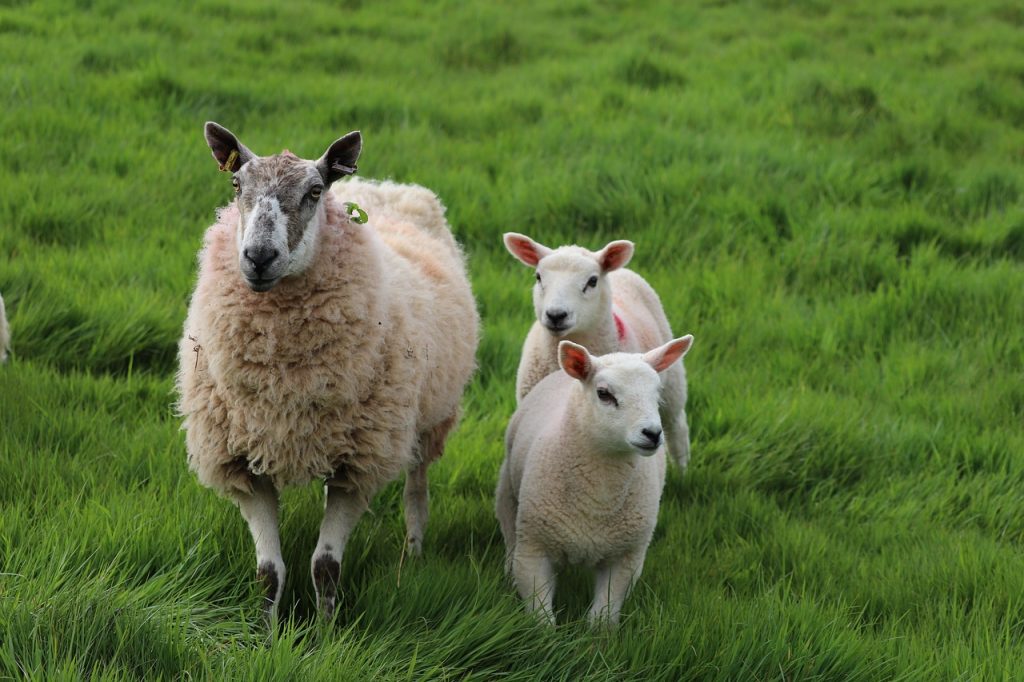 sheep, lambs, rural-7200918.jpg